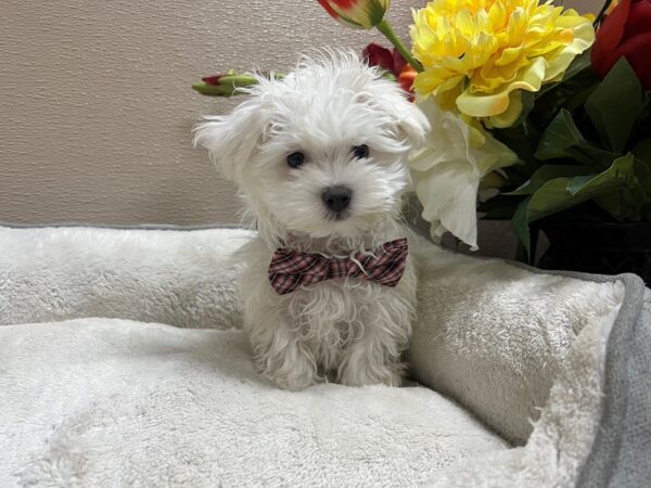 Maltese DOG Male wh 6648 Petland San Antonio, TX