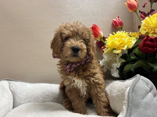 Mini Goldendoodle DOG Male rd 6650 Petland San Antonio, TX