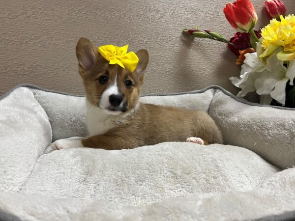 Pembroke Welsh Corgi-DOG-Female-rd & wh-6651-Petland San Antonio, TX