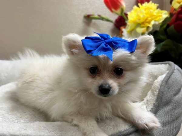 Pomeranian DOG Female cr 6652 Petland San Antonio, TX