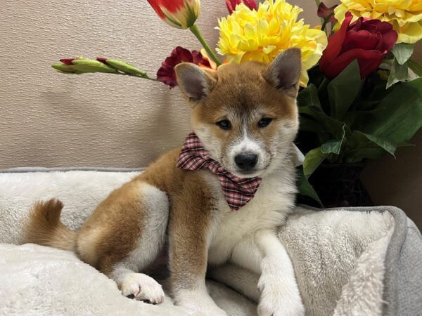 Shiba Inu-DOG-Male-rd sesme, wh mkgs-6646-Petland San Antonio, TX