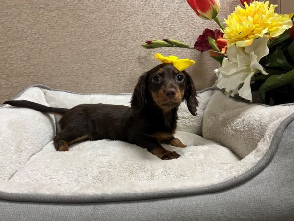 Miniature Dachshund DOG Female chlt & tn 6647 Petland San Antonio, TX