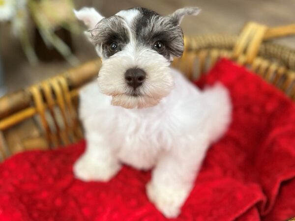 Miniature Schnauzer DOG Male Blue Merle Piebald 9596 Petland San Antonio, TX