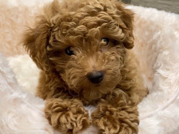 Bichonpoo-DOG-Male-Red-9575-Petland San Antonio, TX