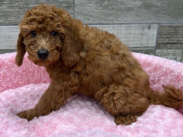 Miniature Goldendoodle DOG Female Red 9584 Petland San Antonio, TX