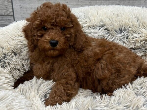 Miniature Goldendoodle DOG Male Red 9585 Petland San Antonio, TX