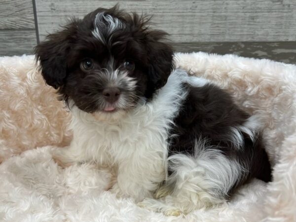 Havanese DOG Male Chocolate & White 9586 Petland San Antonio, TX