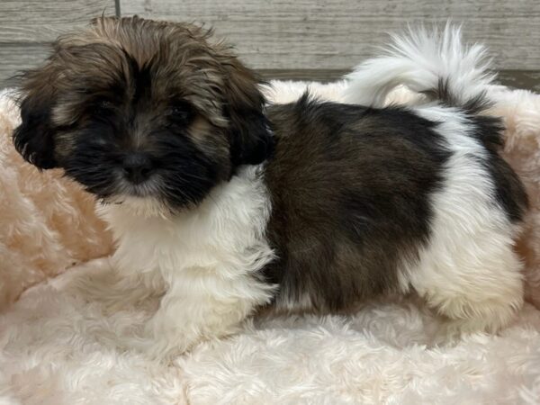 Havanese DOG Female Brindle & White 9587 Petland San Antonio, TX