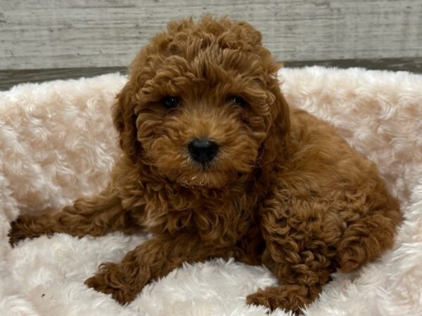 Miniature Goldendoodle-DOG-Male-Red-9588-Petland San Antonio, TX