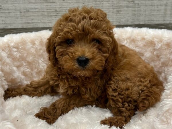 Miniature Goldendoodle DOG Male Red 9588 Petland San Antonio, TX