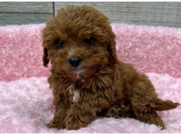 Miniature Goldendoodle-DOG-Female-Red-9589-Petland San Antonio, TX