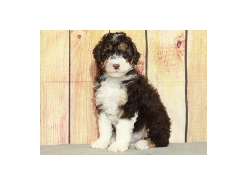 Miniature Sheepadoodle Puppy Chocolate Tan & White ID:9590 Located