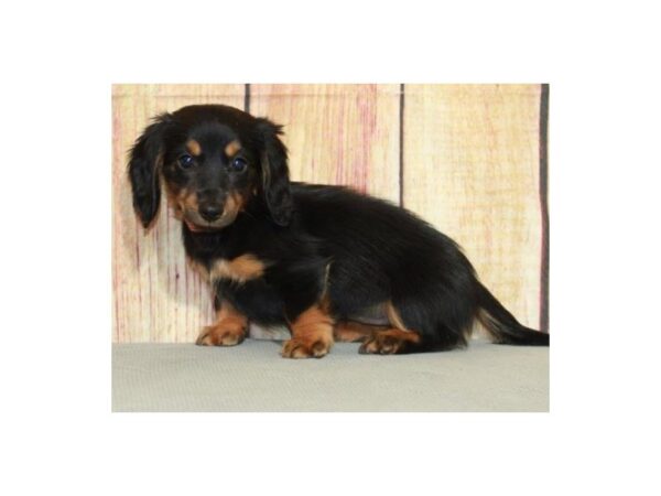 Dachshund DOG Female Black & Tan 9592 Petland San Antonio, TX