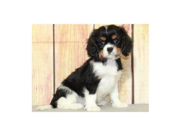 Cavalier King Charles Spaniel DOG Female Black Tan & White 9591 Petland San Antonio, TX