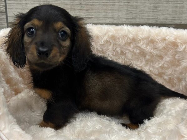 Dachshund DOG Male Sable 9593 Petland San Antonio, TX