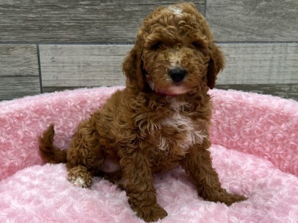 Miniature Goldendoodle DOG Female Red 9594 Petland San Antonio, TX