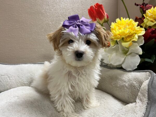 Havanese DOG Female wh, gld mkgs 6612 Petland San Antonio, TX