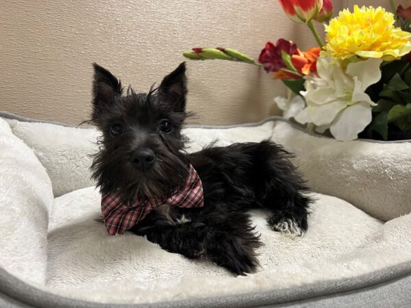 Min Schnauzer DOG Male blk wh mkgs 6636 Petland San Antonio, TX