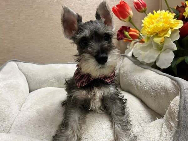 Min Schnauzer-DOG-Male-slt & ppr-6641-Petland San Antonio, TX