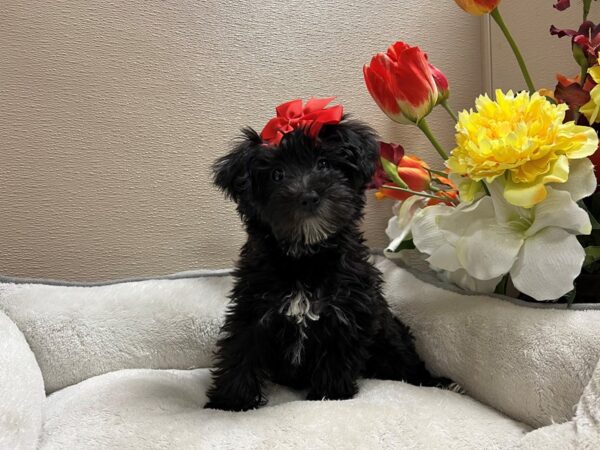 Morkie DOG Female blk 6642 Petland San Antonio, TX