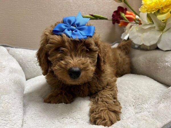 2nd Generation Mini Goldendoodle DOG Female rd 6655 Petland San Antonio, TX