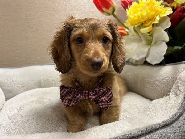 Miniature Dachshund DOG Male chlt & tn dpl 6656 Petland San Antonio, TX