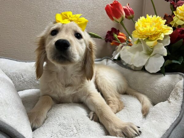 Golden Retriever DOG Female gld 6657 Petland San Antonio, TX