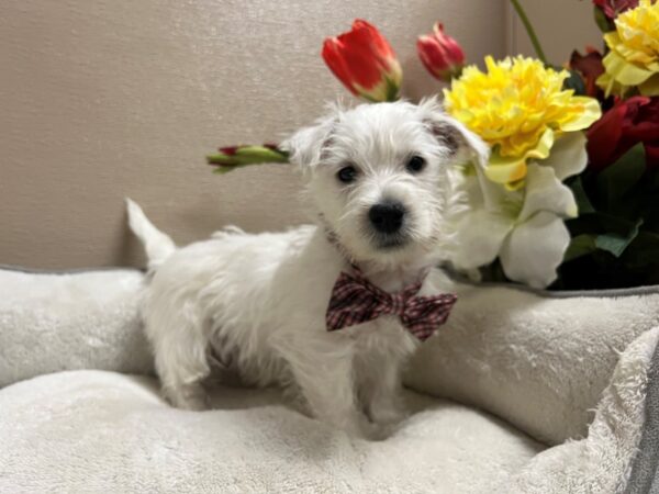 West Highland White Terrier DOG Male wh 6658 Petland San Antonio, TX