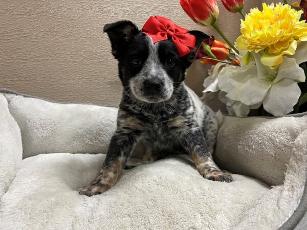 Australian Cattle Dog DOG Female bl & tn 6662 Petland San Antonio, TX