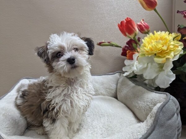 Miniature Sheepadoodle DOG Male rd mrl 6639 Petland San Antonio, TX