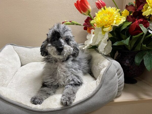 Miniature Poodle-DOG-Female-bl mrl-6582-Petland San Antonio, TX