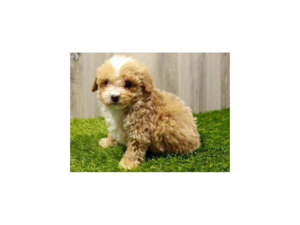 Maltipoo DOG Male Apricot 9600 Petland San Antonio, TX