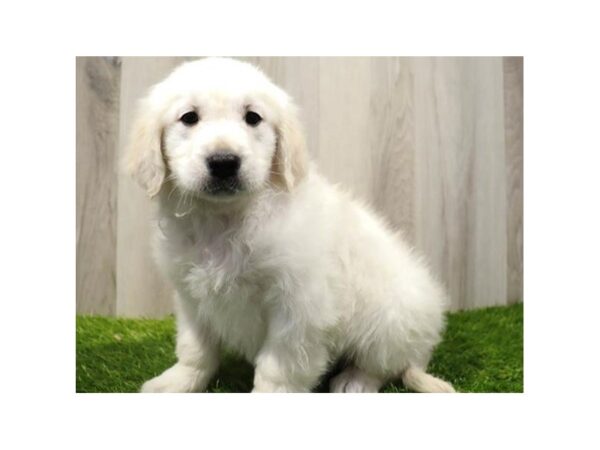 Golden Retriever DOG Male Light Golden 9603 Petland San Antonio, TX