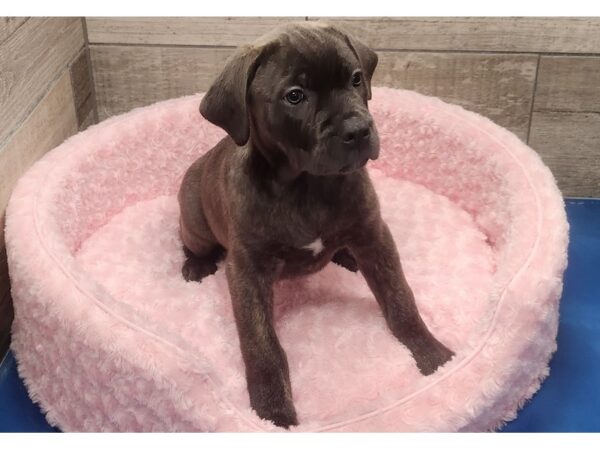 Cane Corso-DOG-Female-Gray Brindle-9597-Petland San Antonio, TX