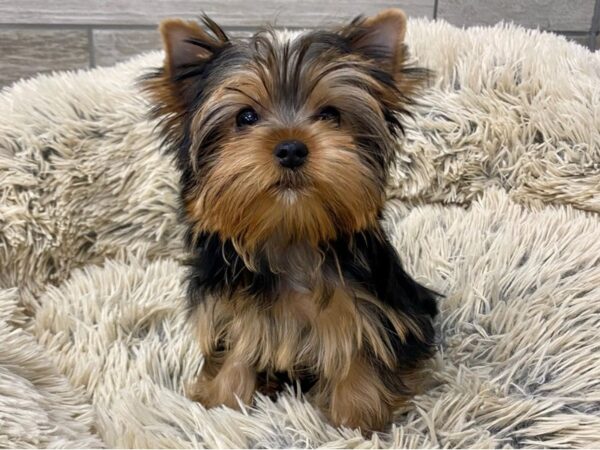 Yorkshire Terrier DOG Female Blue & White 9595 Petland San Antonio, TX