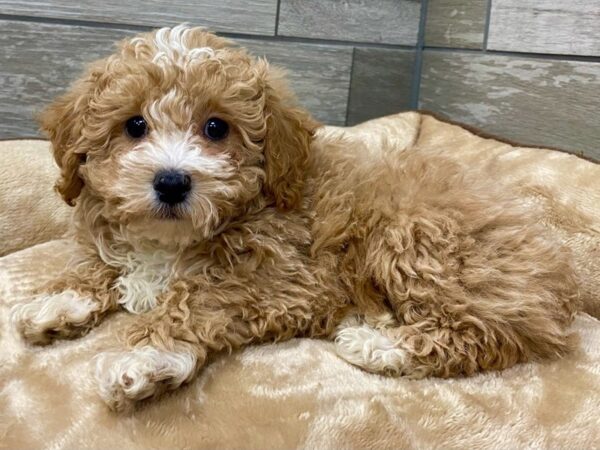 Toy Poodle-DOG-Male-Apricot-9598-Petland San Antonio, TX