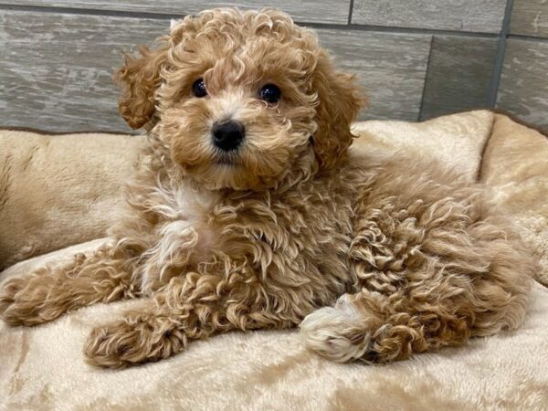 Toy Poodle-DOG-Female-Apricot-9599-Petland San Antonio, TX