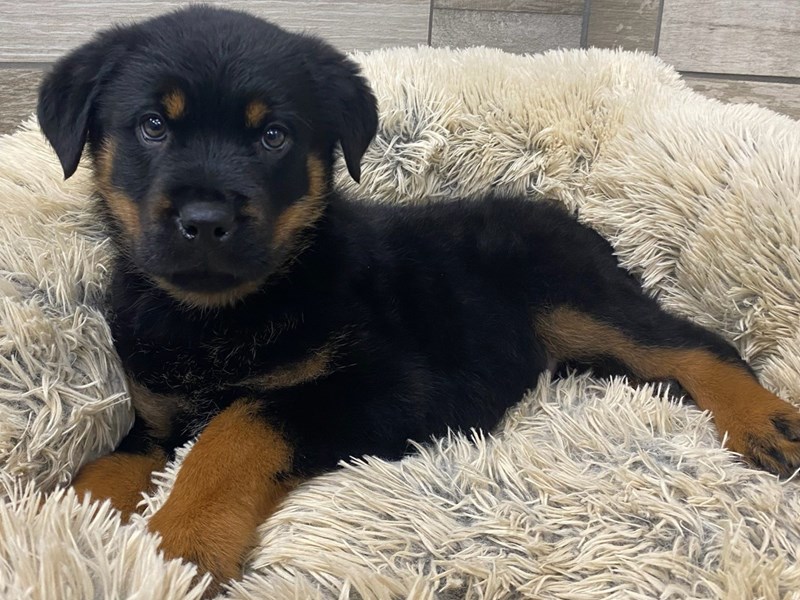 Rottweiler Puppy Black & Tan ID:9601 Located at Petland San