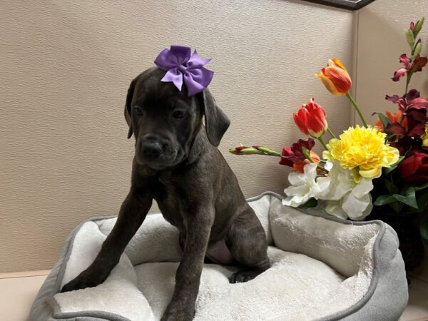 Cane Corso DOG Female bl brdl 6672 Petland San Antonio, TX