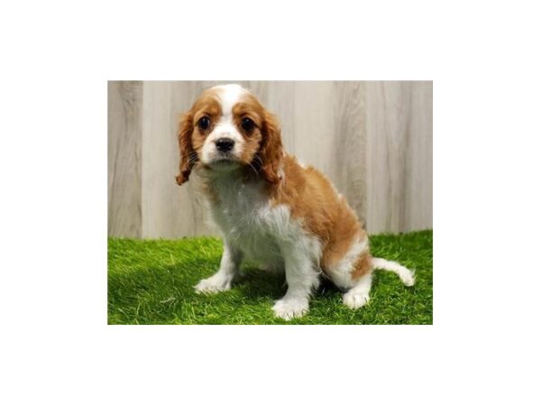 Cavalier King Charles Spaniel DOG Male Blenheim 9605 Petland San Antonio, TX