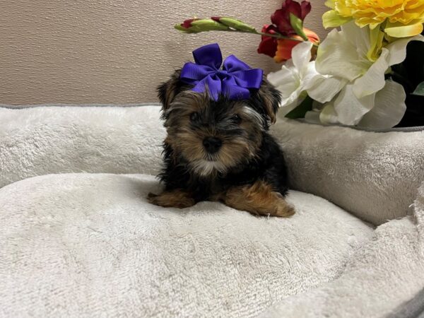 Yorkshire Terrier DOG Female blk & tn 6660 Petland San Antonio, TX