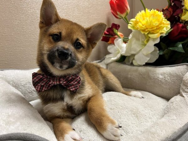 Shiba Inu-DOG-Male-rd-6663-Petland San Antonio, TX