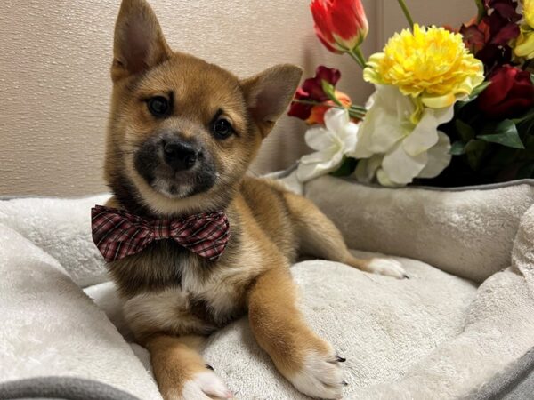 Shiba Inu DOG Male rd 6663 Petland San Antonio, TX