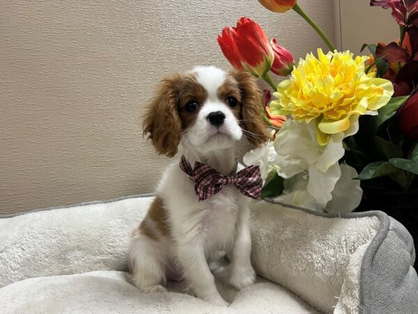Cavalier King Charles Spaniel-DOG-Male-bheim & wh-6654-Petland San Antonio, TX