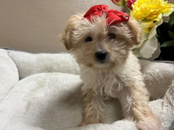 Chi Chon-DOG-Female-cr & wh-6644-Petland San Antonio, TX