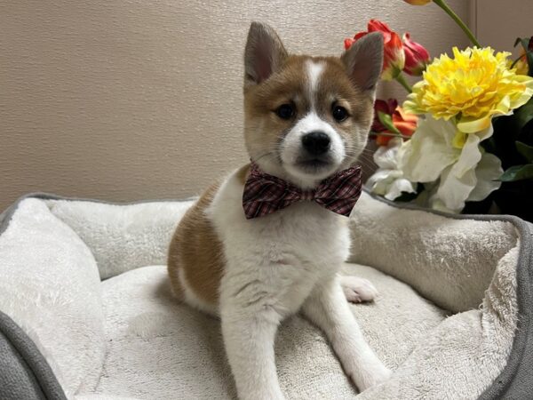 Shiba Inu DOG Male rd sesme, pnto 6666 Petland San Antonio, TX