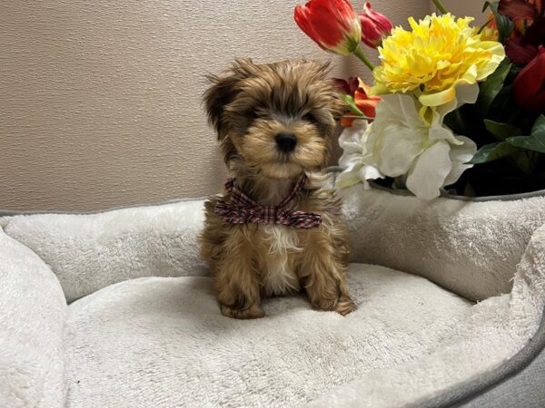 Morkie/Yorkshire Terrier DOG Male gld 6667 Petland San Antonio, TX