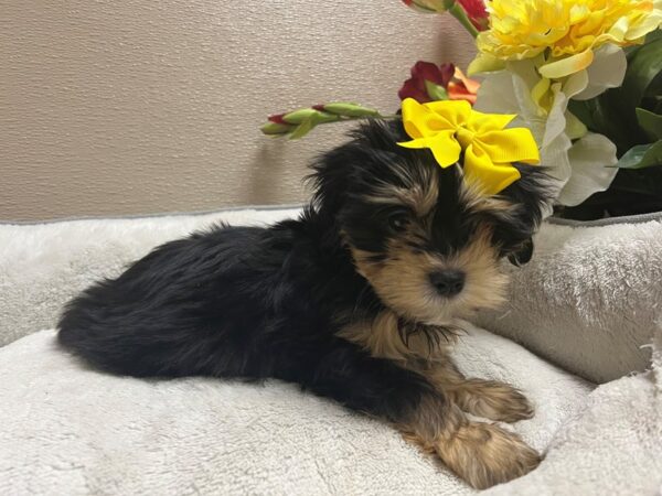 Morkie/Yorkshire Terrier DOG Female blk & tn wh mkgs 6668 Petland San Antonio, TX