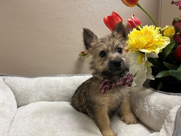 Cairn Terrier DOG Male whtn 6669 Petland San Antonio, TX