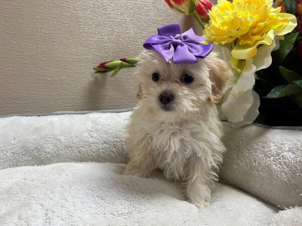 Maltipoo DOG Female apct 6670 Petland San Antonio, TX